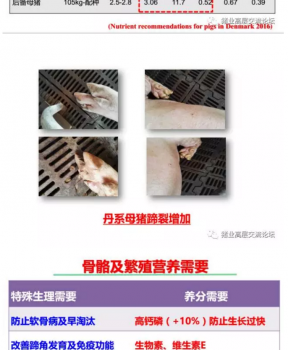 丹系VS美系母猪营养及饲喂差异_13.png