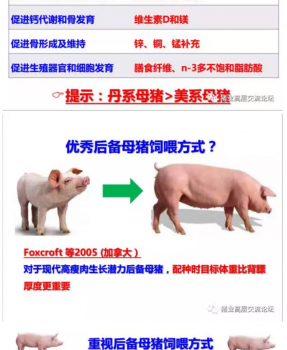 丹系VS美系母猪营养及饲喂差异_14.png