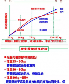 丹系VS美系母猪营养及饲喂差异_15.png