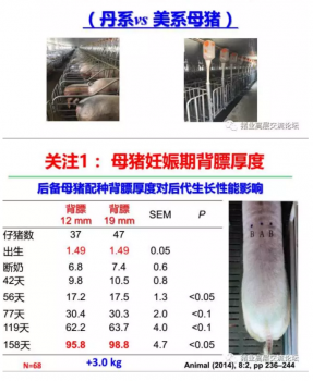 丹系VS美系母猪营养及饲喂差异_20.png