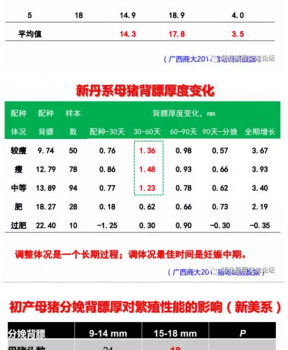 丹系VS美系母猪营养及饲喂差异_02.png