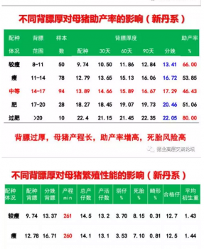 丹系VS美系母猪营养及饲喂差异_04.png