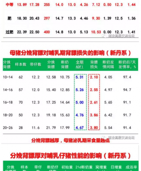 丹系VS美系母猪营养及饲喂差异_05.png