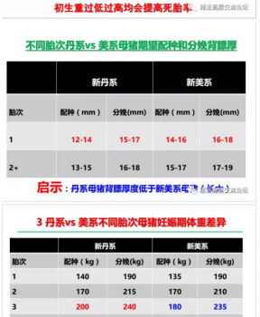 丹系VS美系母猪营养及饲喂差异_07.png