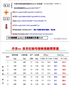 丹系VS美系母猪营养及饲喂差异_12.png