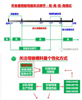 丹系VS美系母猪营养及饲喂差异_15.png