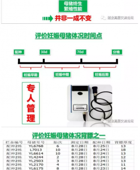 丹系VS美系母猪营养及饲喂差异_16.png