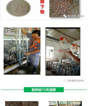 丹系VS美系母猪营养及饲喂差异_19.png