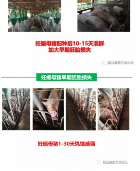 丹系VS美系母猪营养及饲喂差异_20.png