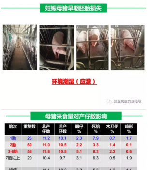 丹系VS美系母猪营养及饲喂差异_01.png