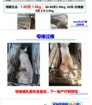 丹系VS美系母猪营养及饲喂差异_02.png