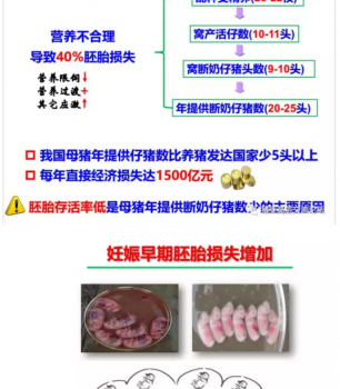 丹系VS美系母猪营养及饲喂差异_03.png
