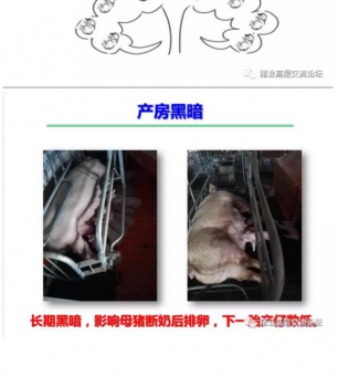 丹系VS美系母猪营养及饲喂差异_04.png