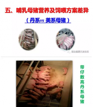 丹系VS美系母猪营养及饲喂差异_05.png