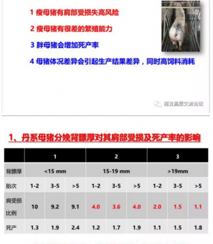 丹系VS美系母猪营养及饲喂差异_07.png