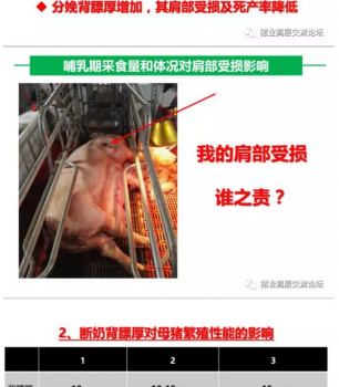 丹系VS美系母猪营养及饲喂差异_08.png