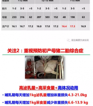 丹系VS美系母猪营养及饲喂差异_09.png