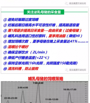 丹系VS美系母猪营养及饲喂差异_10.png