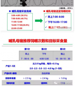 丹系VS美系母猪营养及饲喂差异_11.png