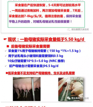 丹系VS美系母猪营养及饲喂差异_13.png