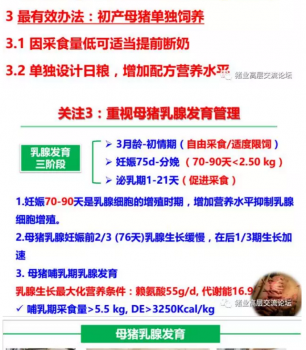 丹系VS美系母猪营养及饲喂差异_15.png