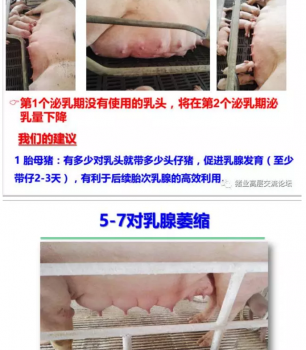 丹系VS美系母猪营养及饲喂差异_16.png