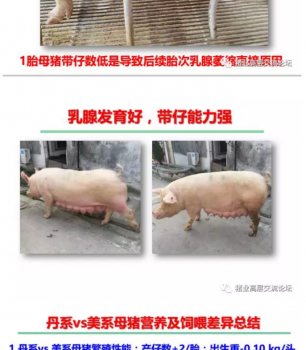 丹系VS美系母猪营养及饲喂差异_17.png