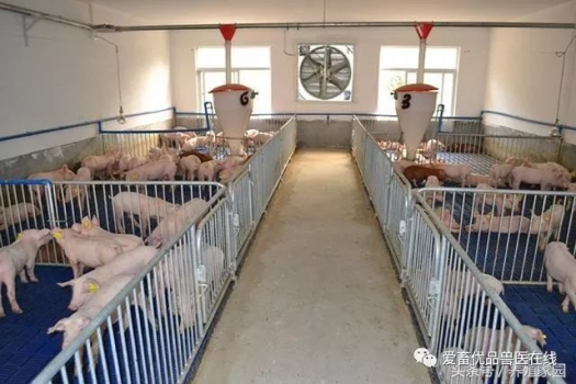 养殖必知：如何正确控制猪场温度？
