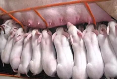 母猪产后奶水不足或无乳的症状