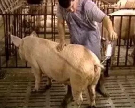 如何提高能繁母猪的受胎率？