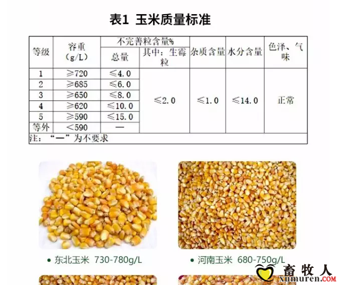 必须知道的什么样的玉米喂猪最好_02.png