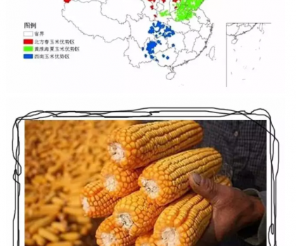必须知道的什么样的玉米喂猪最好_05.png