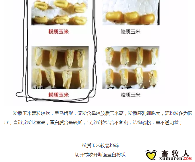 必须知道的什么样的玉米喂猪最好_07.png