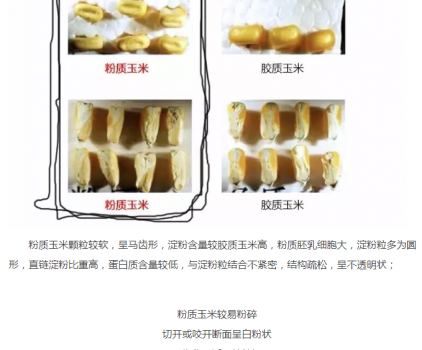 必须知道的什么样的玉米喂猪最好_07.png