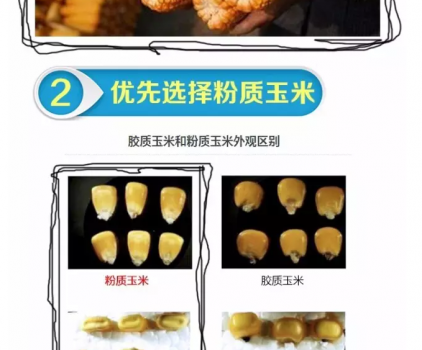 必须知道的什么样的玉米喂猪最好_06.png