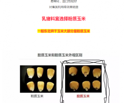 必须知道的什么样的玉米喂猪最好_08.png