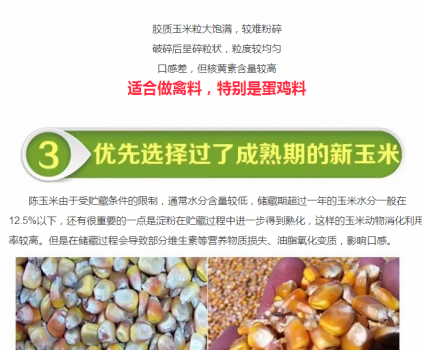 必须知道的什么样的玉米喂猪最好_10.png
