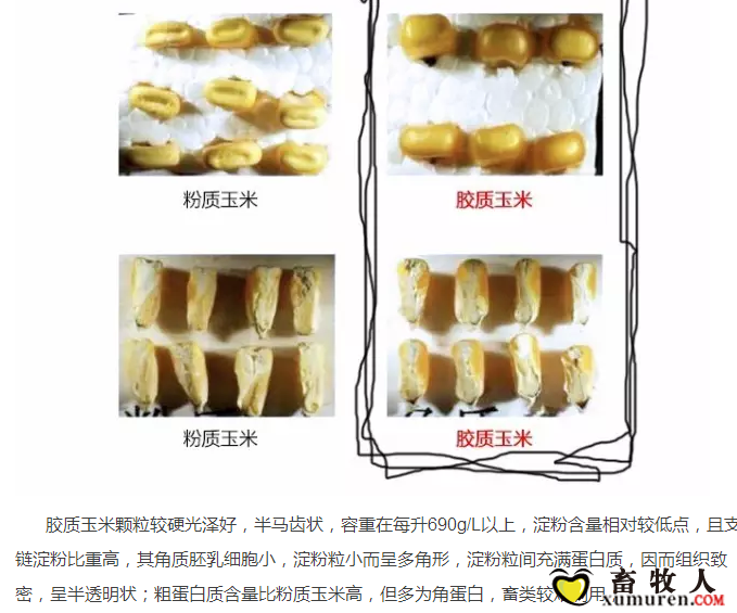 必须知道的什么样的玉米喂猪最好_09.png