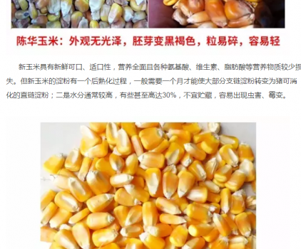 必须知道的什么样的玉米喂猪最好_11.png
