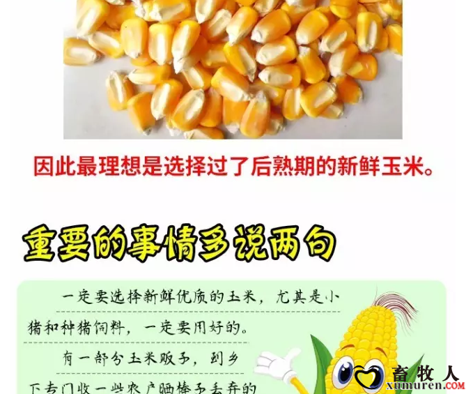 必须知道的什么样的玉米喂猪最好_12.png