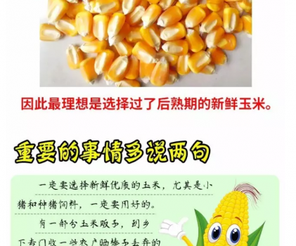 必须知道的什么样的玉米喂猪最好_12.png