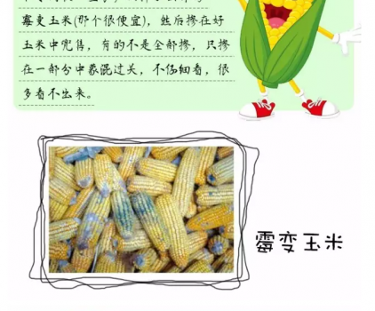 必须知道的什么样的玉米喂猪最好_13.png