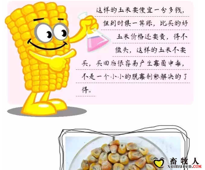 必须知道的什么样的玉米喂猪最好_14.png