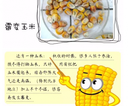 必须知道的什么样的玉米喂猪最好_15.png