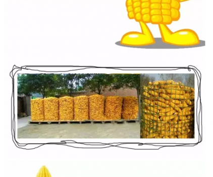 必须知道的什么样的玉米喂猪最好_16.png