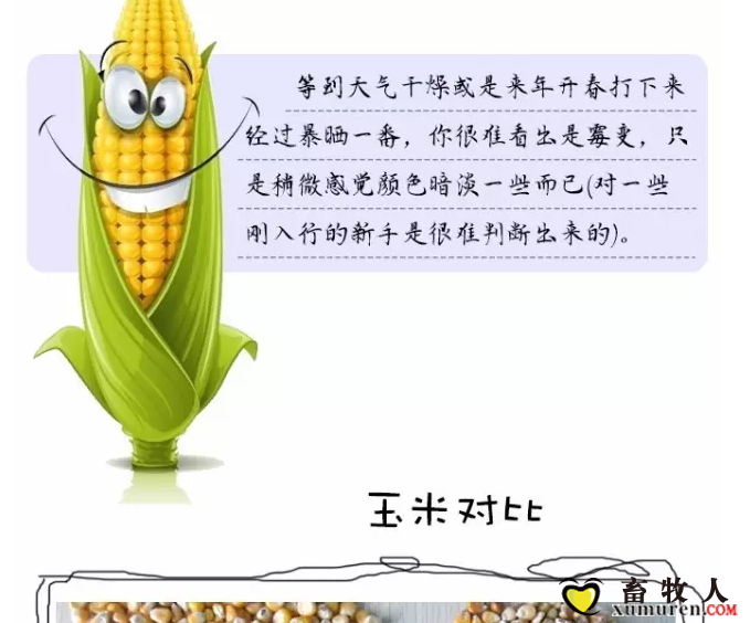 必须知道的什么样的玉米喂猪最好_17.png