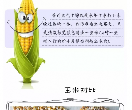 必须知道的什么样的玉米喂猪最好_17.png