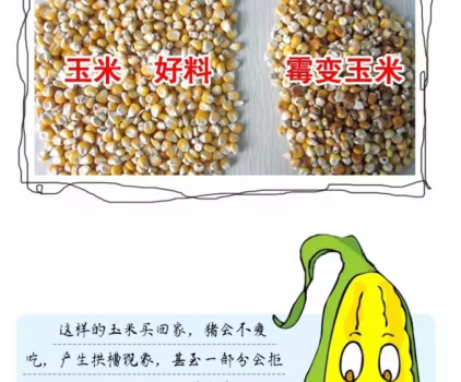 必须知道的什么样的玉米喂猪最好_18.png