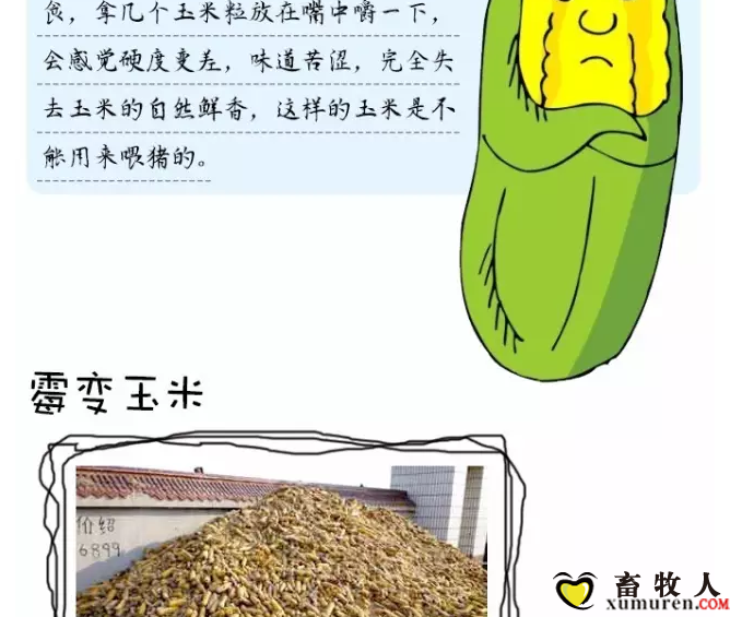 必须知道的什么样的玉米喂猪最好_19.png