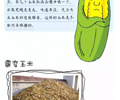 必须知道的什么样的玉米喂猪最好_19.png